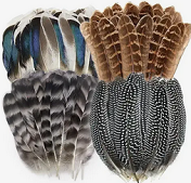 Fly Fishing Feathers